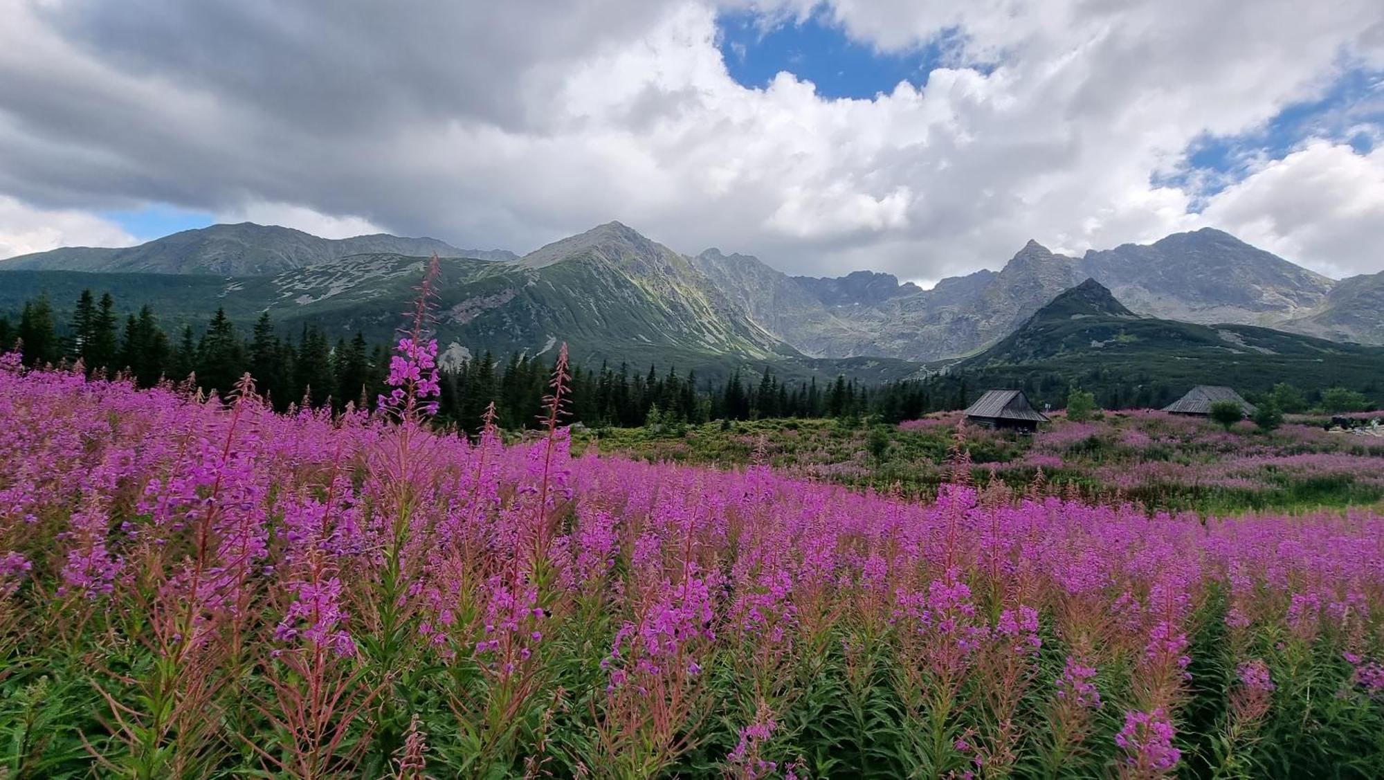 Chatka Gazdzinek Czarna Góra Dış mekan fotoğraf